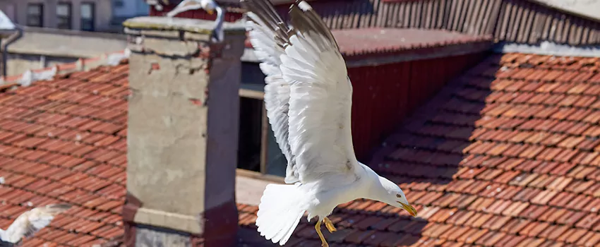 Residential Chimney Animal Removal Solution in Wilmette, IL